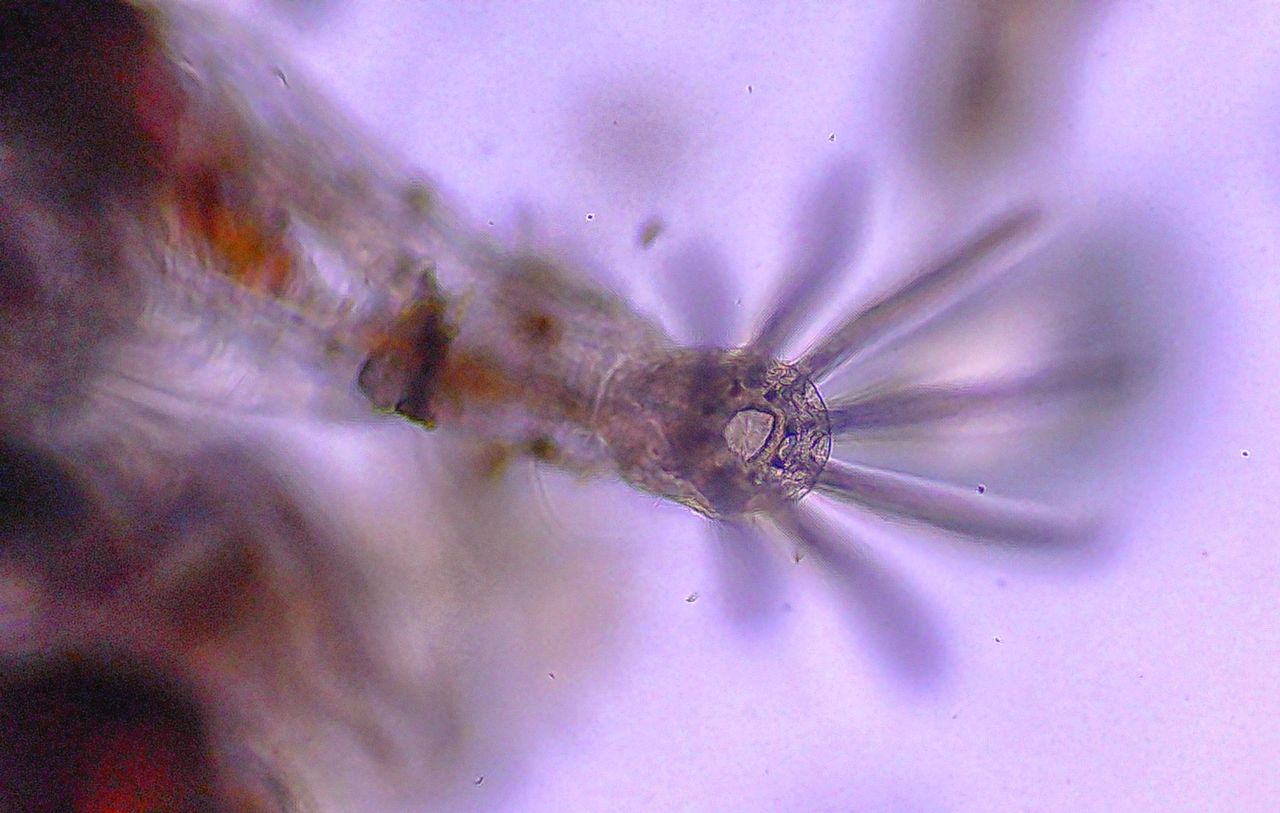 L''alieno trasparente delle nostre coste: l'' Amathia verticillata